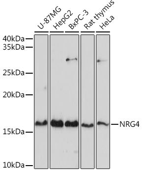 Western blot