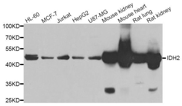 Western blot - IDH2 Polyclonal Antibody (144-07190)
