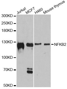 Western blot - NFKB2 antibody (144-60064)