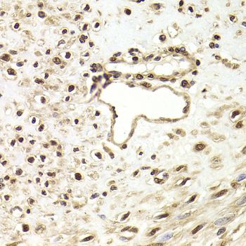 Immunohistochemistry - FKBP4 Polyclonal Antibody (144-05643)
