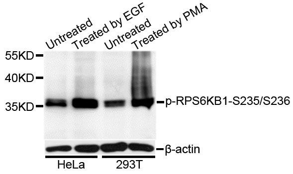 Western blot - Phospho-RPS6-S235/236 pAb (144-50538)