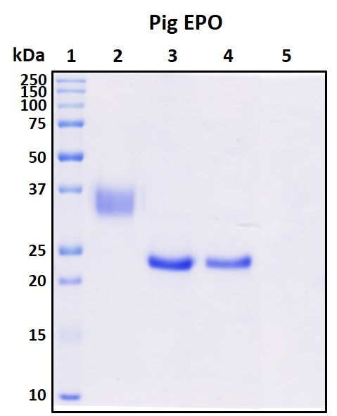 SDS-PAGE