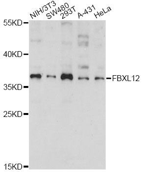 Western blot - FBXL12 antibody (144-60719)