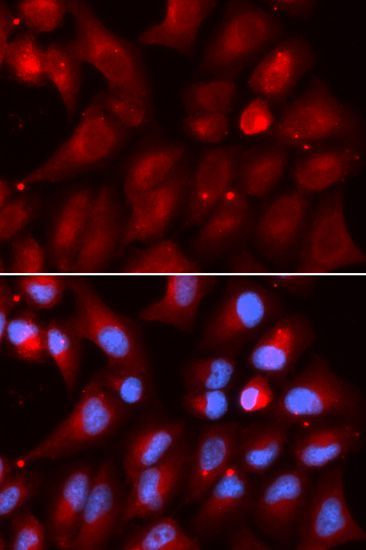 Immunofluorescence - PSMB2 antibody (144-05483)