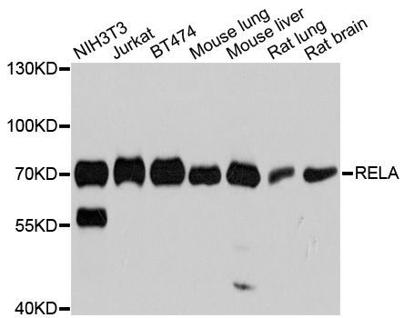 Western blot - RELA antibody (144-11204)