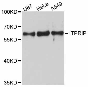 Western blot - ITPRIP antibody (144-11725)