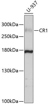 Western blot