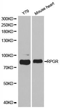Western blot - RPGR antibody (144-01844)