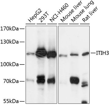 Western blot