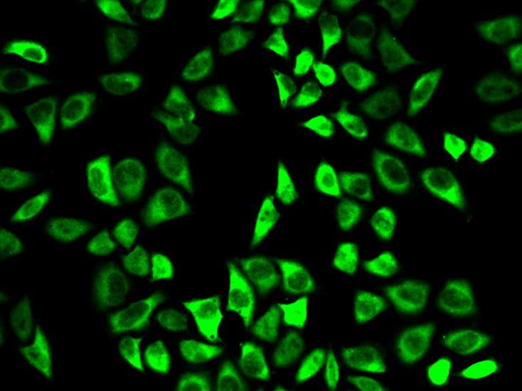 Immunofluorescence - PRDX6 antibody (144-02031)