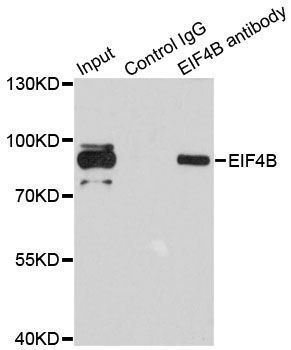 Immunoprecipitation - EIF4B Polyclonal Antibody (144-05405)