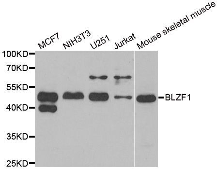 Western blot - BLZF1 Polyclonal Antibody (144-06430)