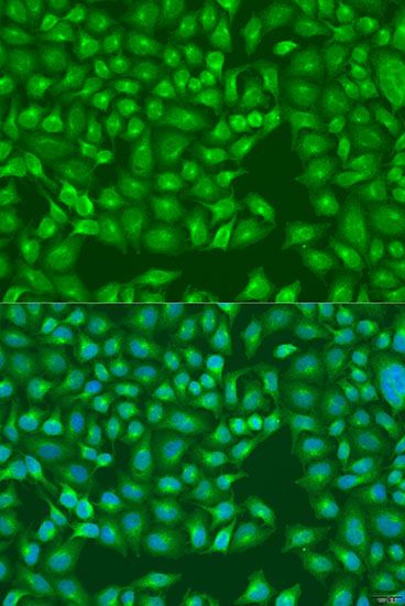 Immunofluorescence - MERTK antibody (144-05443)