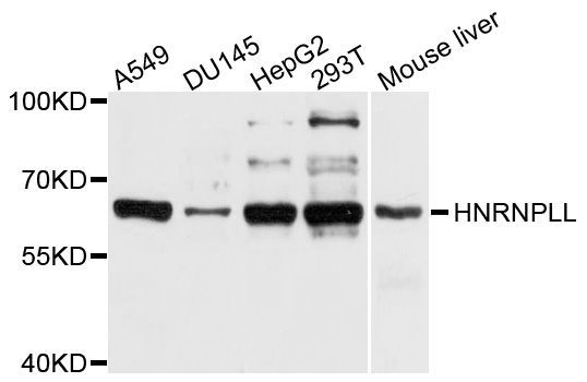 Western blot - HNRPLL Polyclonal Antibody (144-10360)