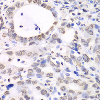 Immunohistochemistry - Nono Antibody (144-05282)