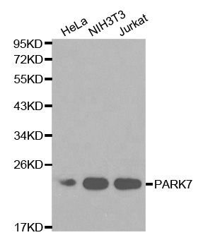 Western blot - [KO Validated] PARK7 Polyclonal Antibody (144-00987)