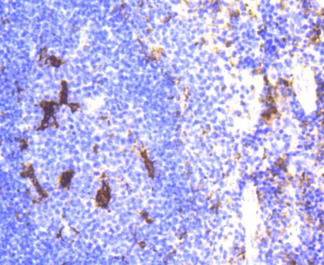 Immunohistochemistry - LYZ antibody (144-10972)