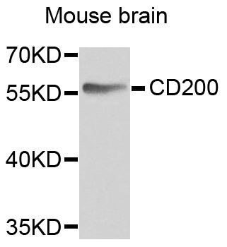 Western blot - CD200 antibody (144-06552)