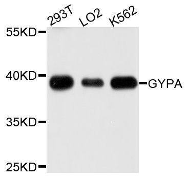 Western blot - GYPA antibody (144-01827)