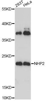 Western blot - NHP2 Antibody (144-61430)
