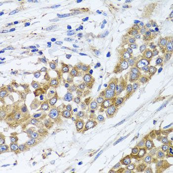Immunohistochemistry - PEX14 antibody (144-07336)