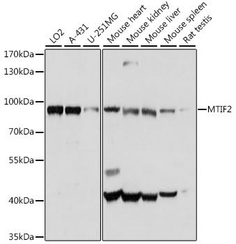 Western blot