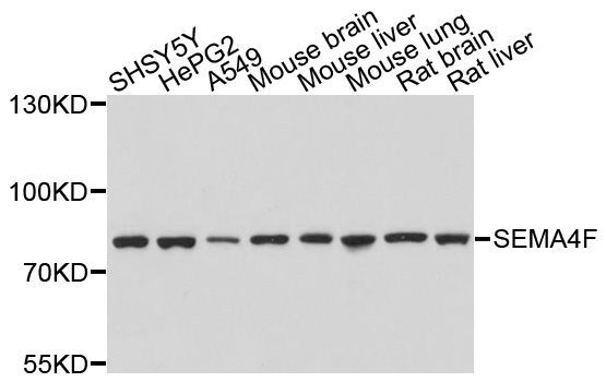 Western blot - SEMA4F Polyclonal Antibody (144-010432)
