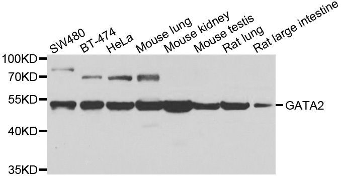 Western blot - GATA2 Polyclonal Antibody (144-00677)