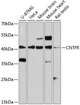 Western blot
