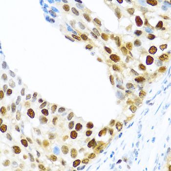 Immunohistochemistry - KHDRBS2 antibody (144-06102)