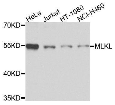 Western blot - MLKL Polyclonal Antibody (144-05579)