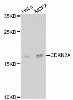 Western blot - CDKN2A antibody (144-011337)