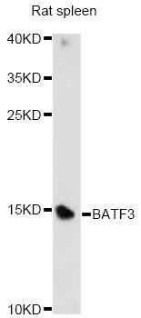 Western blot - BATF3 Polyclonal Antibody (144-014906)