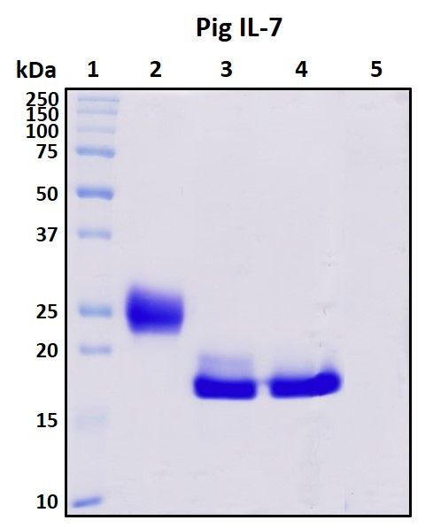 SDS-PAGE