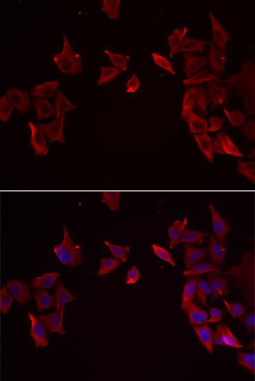 Immunofluorescence - RAMP3 Polyclonal Antibody (144-06715)