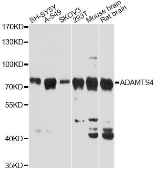 Western blot - ADAMTS4 Polyclonal Antibody (144-02525)