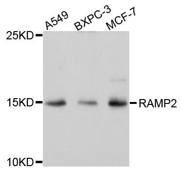 Western blot - RAMP2 antibody (144-03075)