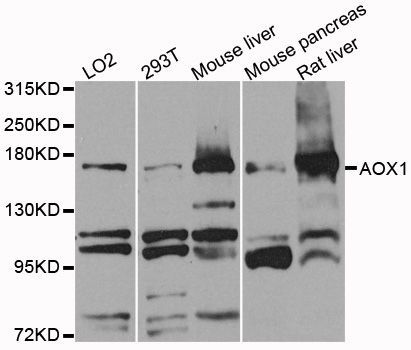 Western blot - AOX1 antibody (144-03586)