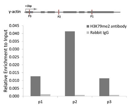 Chromatin Immunoprecipitation - DiMethyl-Histone H3-K79 antibody (144-61341)