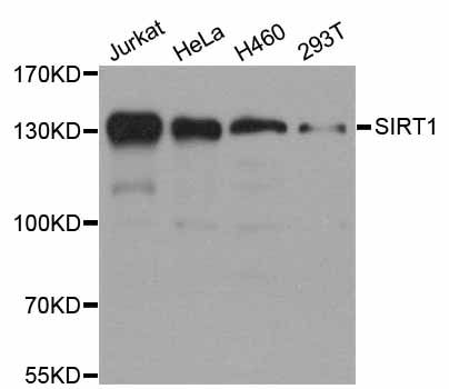 Western blot - SIRT1 Polyclonal Antibody (144-011267)