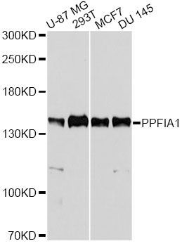 Western blot - PPFIA1 Polyclonal Antibody (144-600548)