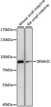 Western blot - SEMA3C antibody (144-015386)