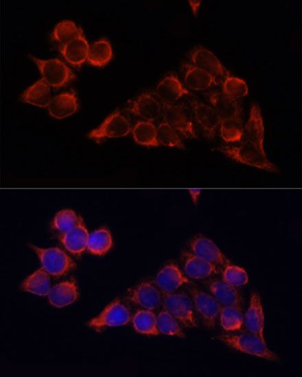 Immunofluorescence - MTOR antibody (144-11355)