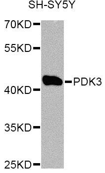 Western blot - PDK3 Antibody (144-012480)