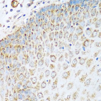 Immunohistochemistry - GLUD1 antibody (144-07631)