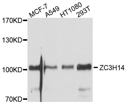 Western blot - ZC3H14 Polyclonal Antibody (144-10364)