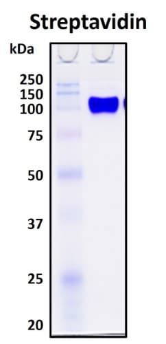 SDS-PAGE Image