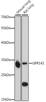 Western blot