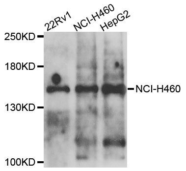 Western blot - COL4A5 Polyclonal Antibody (144-09809)
