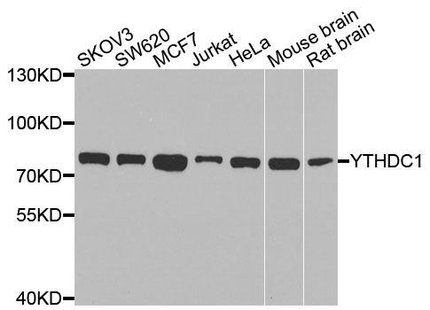 Western blot - YTHDC1 Polyclonal Antibody (144-07318)